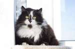 Ищет дом молодая кошечка по имени Фиона!