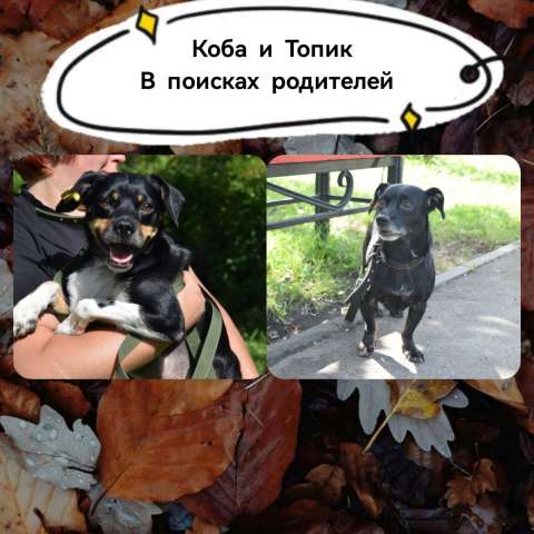 Коба и топик в поисках дома