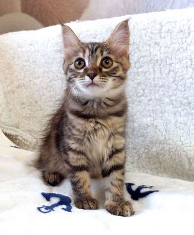 Маленькая полосатая кото-рысь ищет дом