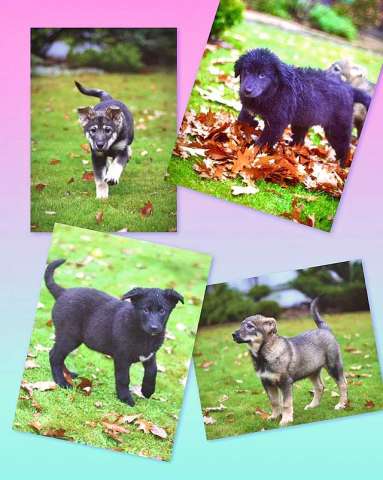 Чудесные домашние щенки мальчик и девочки в добрые руки