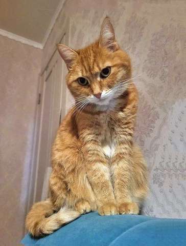 Воспитанная интеллигентная рыжая кошечка Алиса ищет дом