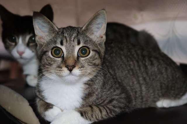 Удивительная девочка Тума ищет свою семью