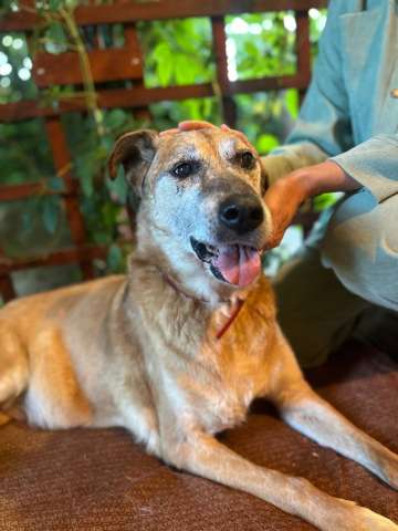 Ищет дом мудрый дедуля Рыжик Ищет дом мудрый дедуля Рыжик