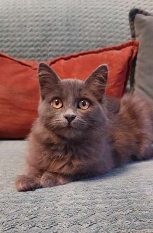 Красивая пушистая кошечка-подросток