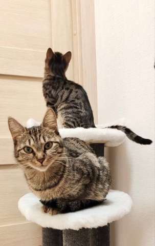 Зена и Кета в добрые руки