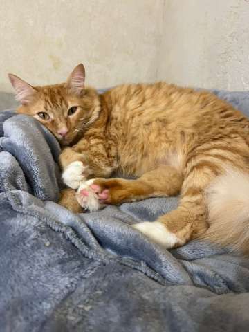 Симба ищет дом! Симба ищет дом!