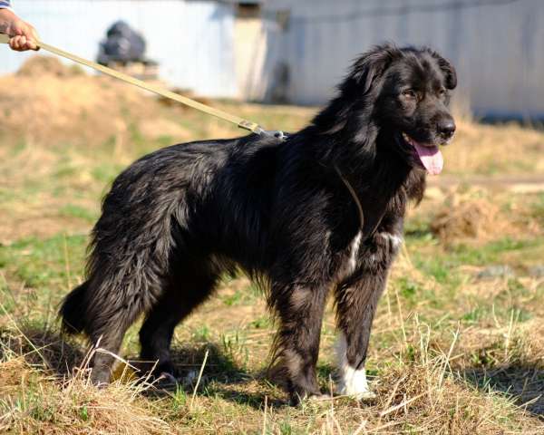 Буран ищет дом! Буран ищет дом!