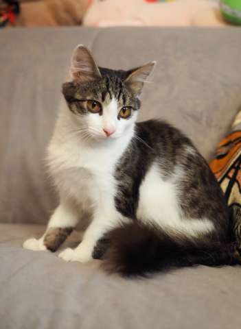 Луис — котёнок-компаньон ищет дом