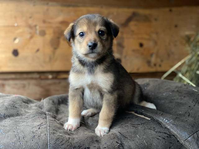Очаровательные малышки - сестрёнки  ищут дом!