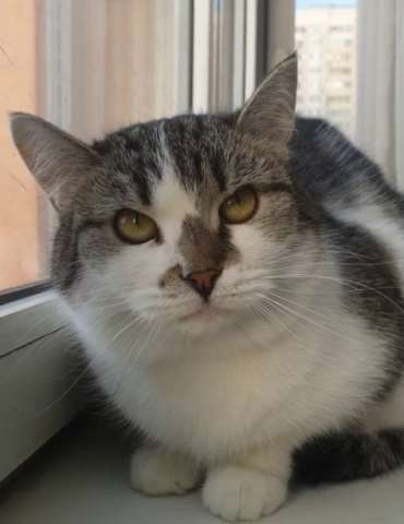 Мэри — кошка с большим сердцем