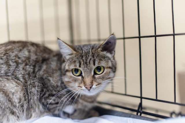 Спокойная и ласковая Анфиса ищет дом.