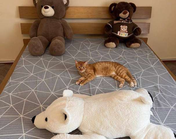 Барсик ищет семью.