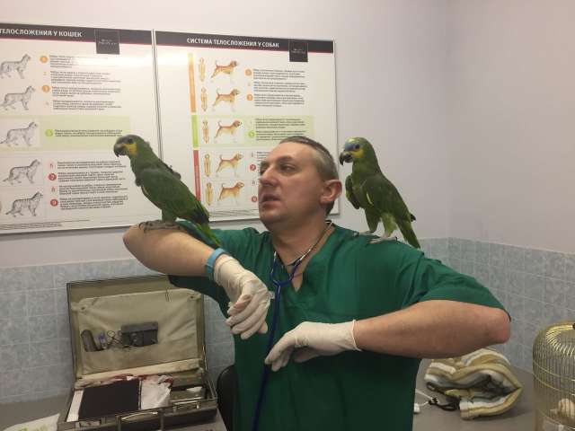 Лечение птиц в Москве. Лечение птиц в Москве.