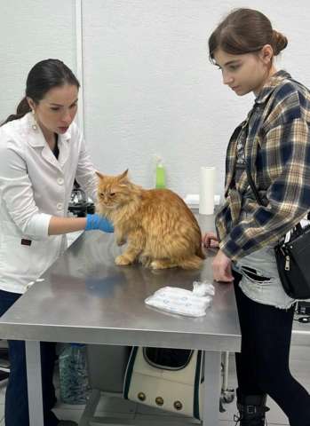 Ветеринарный врач онколог на Каховке.