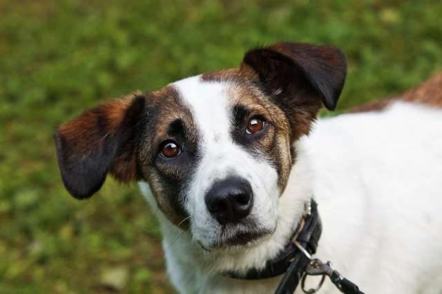 Познакомьтесь с невероятно спокойным и умным Арни! Познакомьтесь с невероятно спокойным и умным Арни!