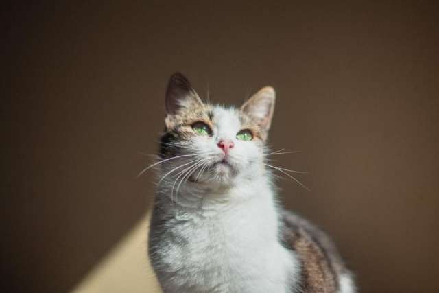 Очаровательная Ария ищет дом. Очаровательная Ария ищет дом.