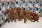 Щенки красного той-пуделя