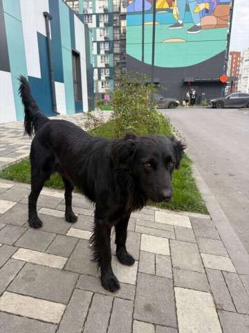 Уголек ищет дом!