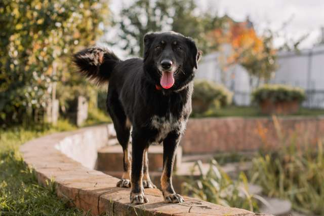 Эта красавица ищет дом! Эта красавица ищет дом!