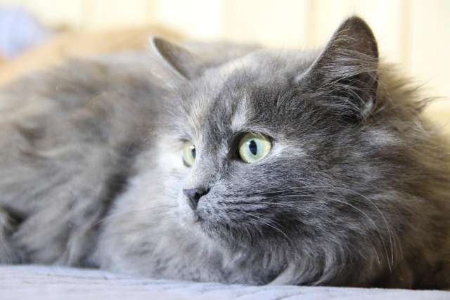 Небольшая, пушистенькая кошечка Лили в дар. 6 месяцев