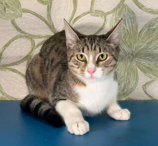 Ласковый котик Тимоша в добрые руки Ласковый котик Тимоша в добрые руки