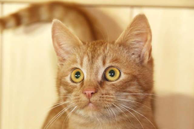 Яркий красивый котик-подросток Страйк в дар