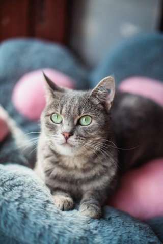 Нежная и ласковая Зоя ищет свою семью.