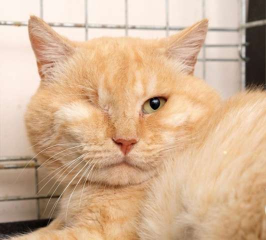 Ласковый кот уже 4 года живёт в клетке. Ищет дом!