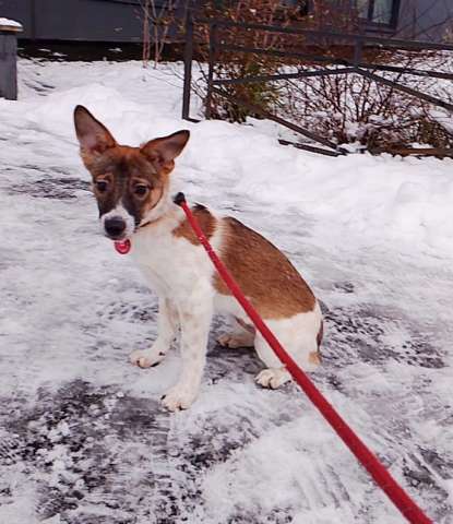 Маленький, ласковый щенок, диванный вариант