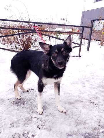 Ищет дом крошка-собачка весом 6 кг