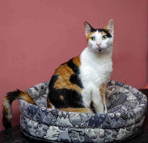 Кошечка - красотка Шанель в добрые руки!