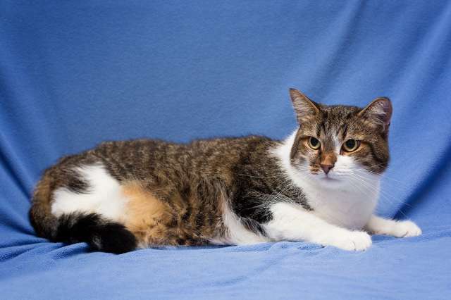 Добрый, ласковый, домашний котик Семен Добрый, ласковый, домашний котик Семен