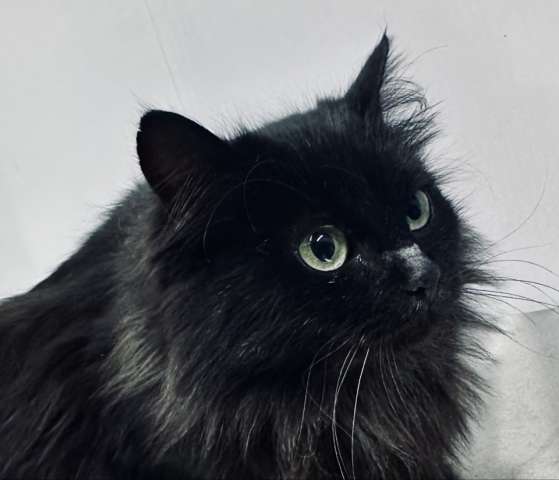 Роскошная пушистая черная кошечка Черника в дар Роскошная пушистая черная кошечка Черника в дар