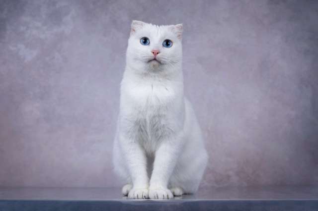 Белая голубоглазая вислоухая кошка Поэзия в дар