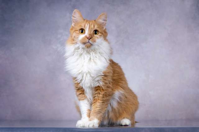 Ярко-рыжая молодая пушистая кошечка Дакота в дар
