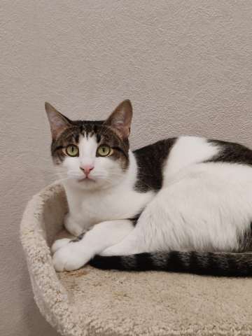 Емеля в поисках дома