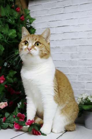 Ласковая и нежная Веснушка