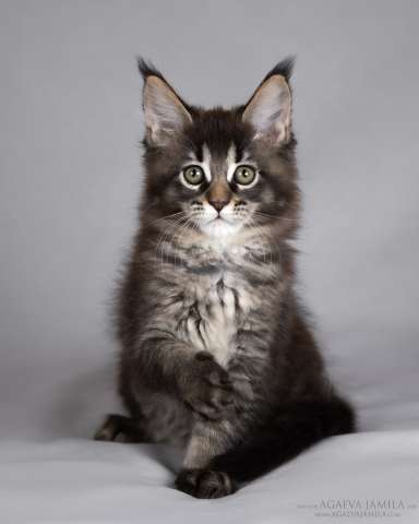 Мейн-кун Зара маленькая пума