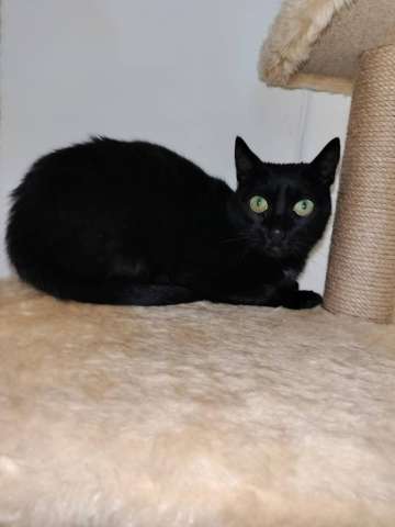 Черничка ищет дом