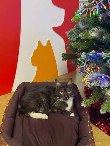 Ласковая и спокойная кошечка Ласка в добрые руки