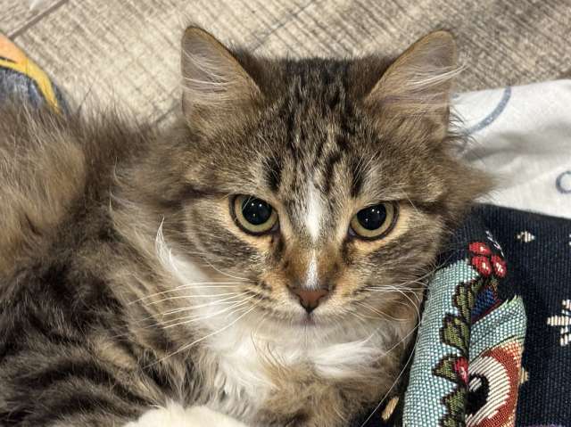 Очаровательные котята Василий и Багира ищут свои семьи!