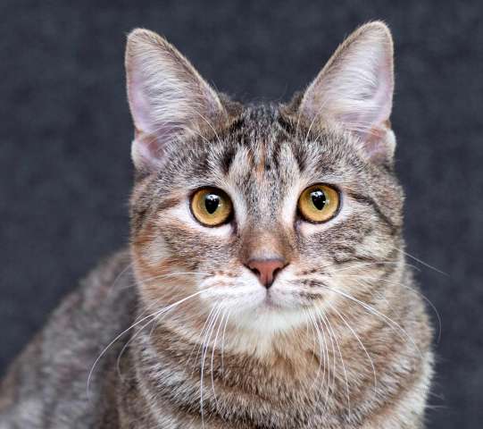 Серая полосатая ласковая котёнок Тея в дар