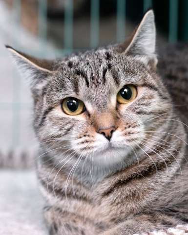 Полосатая кошечка Марфуша в добрые руки