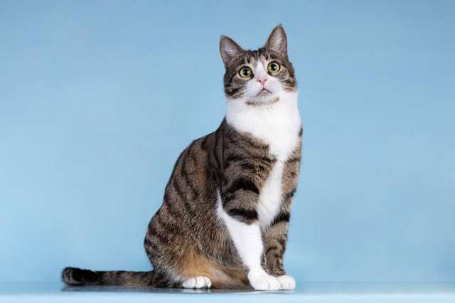 Кошечка Бонни ищет доброе сердце. 