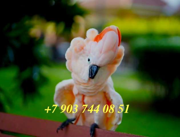 Роскошь в персиковых тонах: птенцы Моллукского какаду (Cacatua moluccensis) Роскошь в персиковых тонах: птенцы Моллукского какаду (Cacatua moluccensis)
