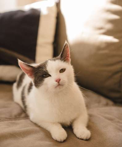 Ариша обаятельная кошечка!