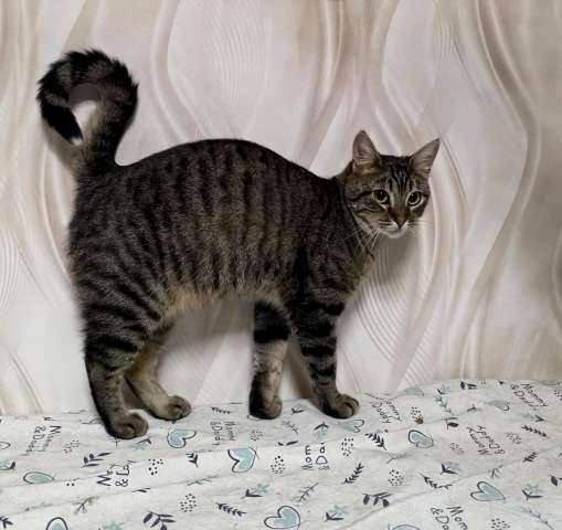 Красавица Рыся в добрые руи.