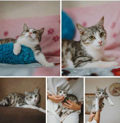 классный котенок Матис ищет дом! классный котенок Матис ищет дом!