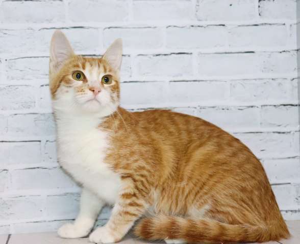 Очаровашка Роза ищет дом