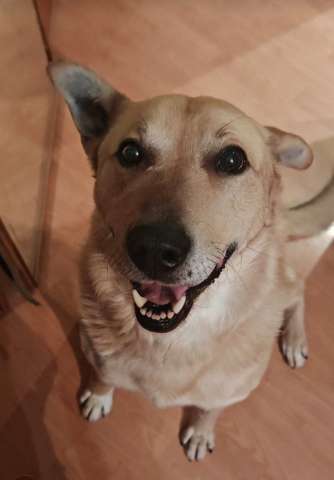 Лапус самый человекоорентированный пёс на свете!